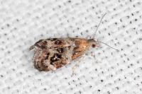 Tebenna micalis