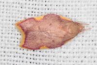 Carcina quercana
