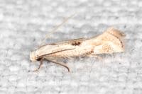 Elachista contaminatella
