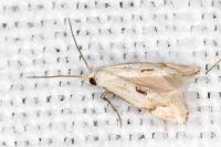 Elachista contaminatella