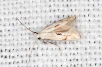 Elachista contaminatella