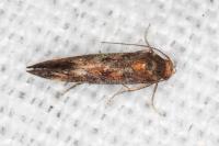 Apodia bifractella