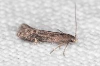 Aproaerema anthyllidella