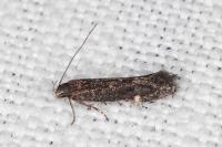 Aproaerema anthyllidella