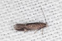 Aproaerema anthyllidella