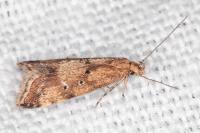 Brachmia blandella