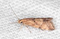 Brachmia blandella
