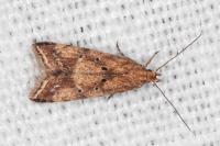 Brachmia blandella