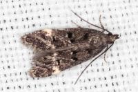 Dichomeris alacella