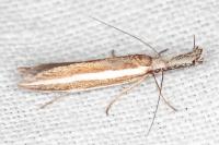 Pleurota aristella