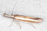 Pleurota aristella