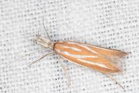 Pleurota honorella/tabelli