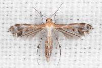 Stangeia siceliota