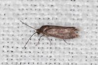 Scythris