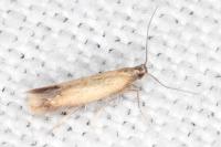 Coptotriche marginea