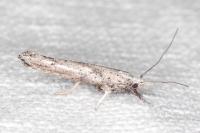 Paradoxus osyridellus