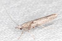 Paradoxus osyridellus