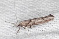Paradoxus osyridellus