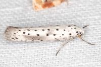 Yponomeuta irrorella