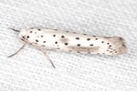 Yponomeuta irrorella