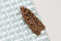 Hofmannophila pseudospretella