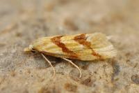 Aethes deaurana