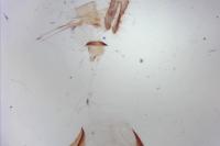Ancylis mitterbacheriana