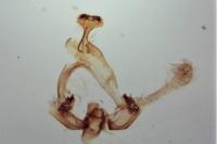 Endothenia ustulana