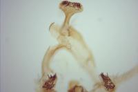 Endothenia ustulana