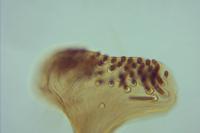 Endothenia ustulana