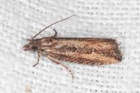 Bactra venosana