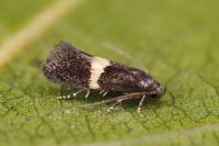 Elachista chrysodesmella