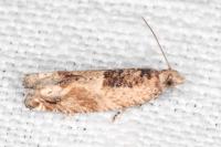 Crocidosema plebejana