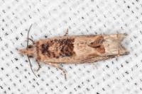 Crocidosema plebejana