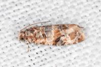 Lobesia botrana