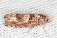 Pelochrista mollitana