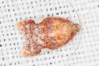 Acleris holmiana