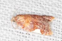 Acleris holmiana