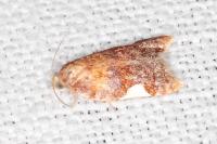 Acleris holmiana