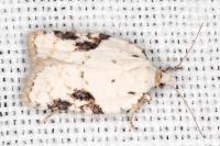 Acleris kochiella