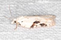 Acleris kochiella