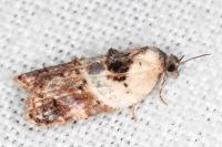 Acleris variegana