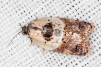 Acleris variegana