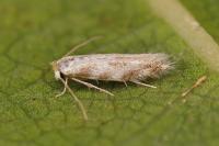 Bucculatrix ulmella