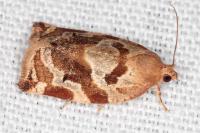 Archips xylosteana