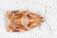 Archips xylosteana