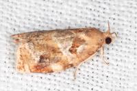 Archips xylosteana