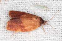 Cacoecimorpha pronubana