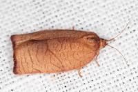 Cacoecimorpha pronubana