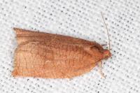 Cacoecimorpha pronubana